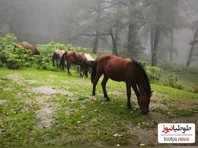 گردش اسب های فوق العاده زیبا در دل طبیعت + ویدئو/اینجا سوئیس و هلند نیست گیلان خودمونه😍