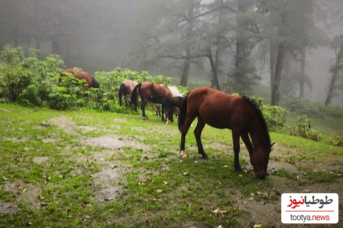 گردش اسب های فوق العاده زیبا در دل طبیعت + ویدئو/اینجا سوئیس و هلند نیست گیلان خودمونه😍