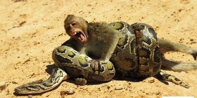 (ویدئو) مستند حیات وحش حیوانات/ راز بقا؛ نبرد نفسگیر بچه میمون و مار پیتون 3 متری در آب