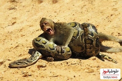 (ویدئو) مستند حیات وحش حیوانات/ راز بقا؛ نبرد نفسگیر بچه میمون و مار پیتون 3 متری در آب