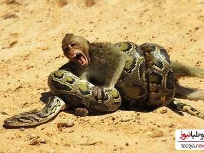 (ویدئو) مستند حیات وحش حیوانات/ راز بقا؛ نبرد نفسگیر بچه میمون و مار پیتون 3 متری در آب