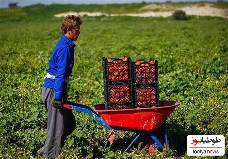 خلاقیت تحسین‌برانگیز و خنده‌دار "کشاورز تبریزی" در تبدیل تایر کهنه به باغی از بهشت حماسه آفرید+ عکس