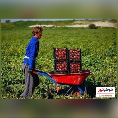 خلاقیت تحسین‌برانگیز و خنده‌دار "کشاورز تبریزی" در تبدیل تایر کهنه به باغی از بهشت حماسه آفرید+ عکس