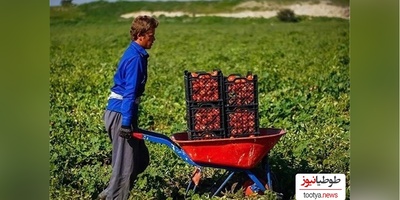 خلاقیت تحسین‌برانگیز و خنده‌دار "کشاورز تبریزی" در تبدیل تایر کهنه به باغی از بهشت حماسه آفرید+ عکس