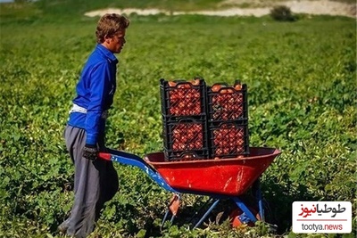 خلاقیت تحسین‌برانگیز و خنده‌دار "کشاورز تبریزی" در تبدیل تایر کهنه به باغی از بهشت حماسه آفرید+ عکس