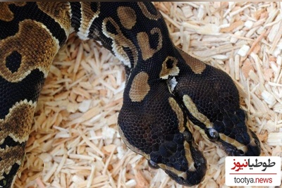 فکر می‌کردید مار دو سر فقط توی کارتون‌هاست؟ این ویدیو از مار واقعی رو ببینید!/ یکی از عجیب‌ترین عجایب طبیعت که تا حالا ندیدید