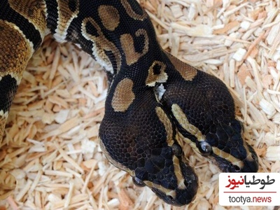 فکر می‌کردید مار دو سر فقط توی کارتون‌هاست؟ این ویدیو از مار واقعی رو ببینید!/ یکی از عجیب‌ترین عجایب طبیعت که تا حالا ندیدید