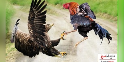 (ویدئو) مستند حیات وحش حیوانات/ راز بقا، این داستان: نبرد سهمگین عقاب و خروس