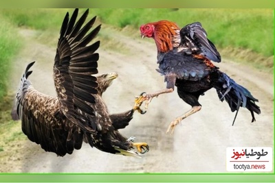 (ویدئو) مستند حیات وحش حیوانات/ راز بقا، این داستان: نبرد سهمگین عقاب و خروس