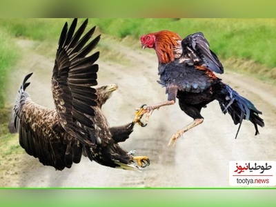 (ویدئو) مستند حیات وحش حیوانات/ راز بقا، این داستان: نبرد سهمگین عقاب و خروس