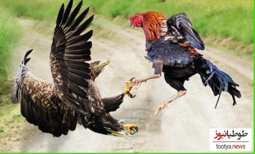 (ویدئو) مستند حیات وحش حیوانات/ راز بقا، این داستان: نبرد سهمگین عقاب و خروس