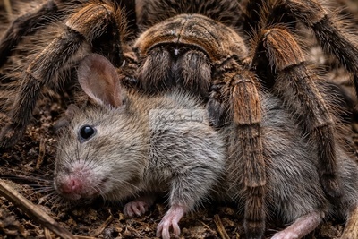 (ویدئو) مستند حیات وحش، راز بقا؛ شکار موش موذی توسط رتیل