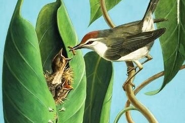 (ویدئو) تا بحال خیاطی یک پرنده خیاط رو از نزدیک دیده بودید؟! / فقط ببینید چجوری تو طبیعت برگ هارو بهم میدوزه?