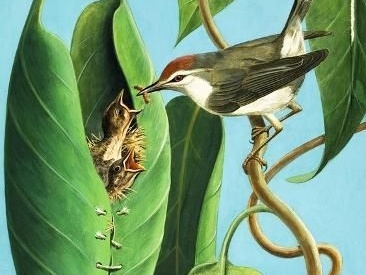 (ویدئو) تا بحال خیاطی یک پرنده خیاط رو از نزدیک دیده بودید؟! / فقط ببینید چجوری تو طبیعت برگ هارو بهم میدوزه?