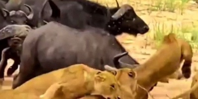 (ویدئو) مستند حیات وحش، راز بقا؛ این داستان: حمله گله بوفالو ها به گله شیر های درنده/ صحنه همبستگی و دفاع جمعی در بین حیوانات