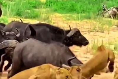 (ویدئو) مستند حیات وحش، راز بقا؛ این داستان: حمله گله بوفالو ها به گله شیر های درنده/ صحنه همبستگی و دفاع جمعی در بین حیوانات