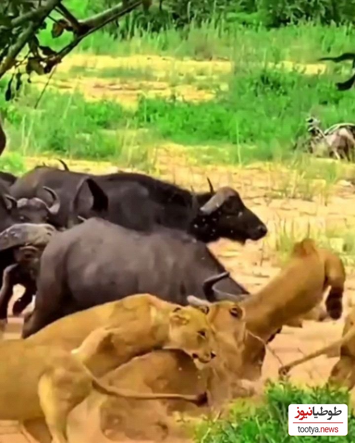 (ویدئو) مستند حیات وحش، راز بقا؛ این داستان: حمله گله بوفالو ها به گله شیر های درنده/ صحنه همبستگی و دفاع جمعی در بین حیوانات