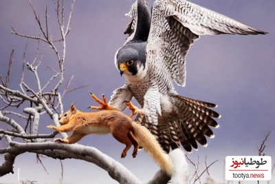 (ویدیو) مستند حیات وحش/ سنجابی که شاهد شکار وحشی همنوعش با شاهین شد