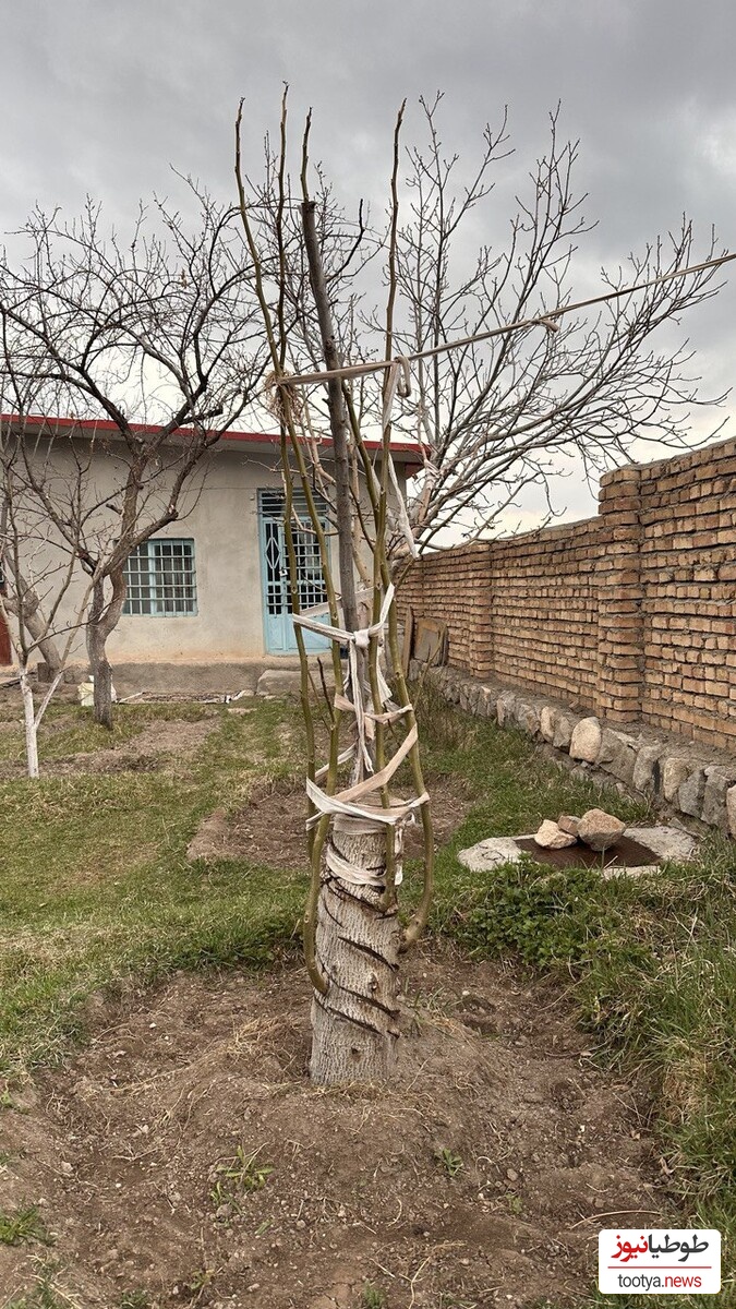 خلاقیت خندهدار کشاورز