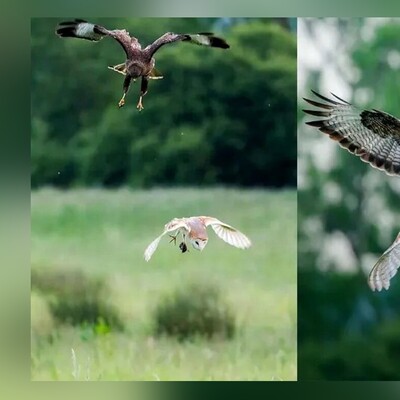 (تصاویر)نبرد هیجان انگیز در آسمان برای بقاء!/لحظه‌‌ی نفس‌گیر درگیری دو پرنده‌ی شکاری شما را شگفت زده خواهد کرد...