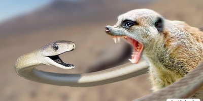 گلادیاتورهای حیات وحش؛ جدال نفس‌گیر خدنگ و مار کبری که نباید از دست داد+ویدیو