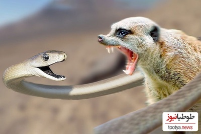 گلادیاتورهای حیات وحش؛ جدال نفس‌گیر خدنگ و مار کبری که نباید از دست داد+ویدیو