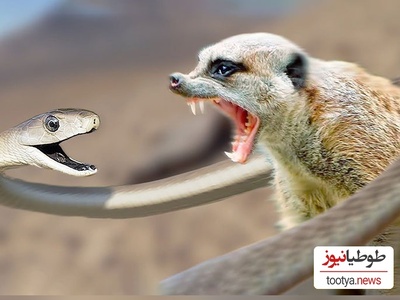 گلادیاتورهای حیات وحش؛ جدال نفس‌گیر خدنگ و مار کبری که نباید از دست داد+ویدیو