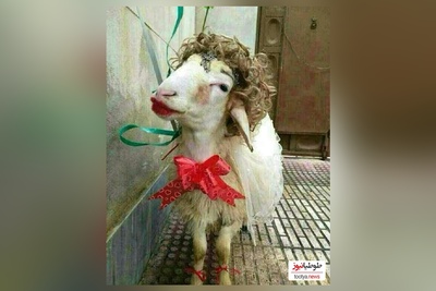 خلاقیت  خنده‌دار "عروس ایرانی" درتزئین کله پاچه برای دلبری کردن از مادرشوهر/ یه باریک الله نداره؟🤣