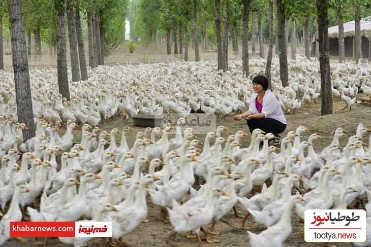 (ویدئو) واکنش غیرقابل باور و عجیب غاز‌ها به از حال رفتن زن مزرعه‌دار