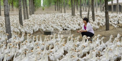 (ویدئو) واکنش غیرقابل باور و عجیب غاز‌ها به از حال رفتن زن مزرعه‌دار