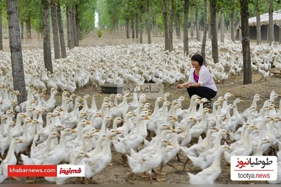 (ویدئو) واکنش غیرقابل باور و عجیب غاز‌ها به از حال رفتن زن مزرعه‌دار