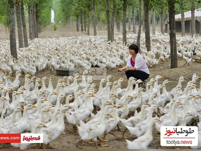 (ویدئو) واکنش غیرقابل باور و عجیب غاز‌ها به از حال رفتن زن مزرعه‌دار