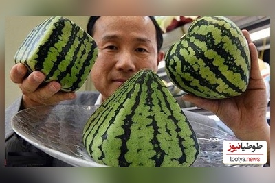 خلاقیت خنده‌دار ماهیگیر ژاپنی در گول زدن ماهی‌ها با هندوانه حماسه ای آفرید باور نکردنی😂