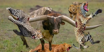 حیواناتی که بیشتر از آنچه فکرش را کنید خطرناک هستند!! + ویدئو