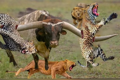 حیواناتی که بیشتر از آنچه فکرش را کنید خطرناک هستند!! + ویدئو