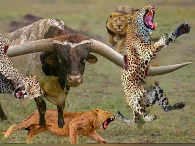 حیواناتی که بیشتر از آنچه فکرش را کنید خطرناک هستند!! + ویدئو