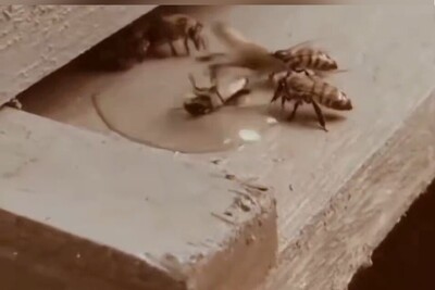(ویدئو) کمک و یاری از نوع زنبورعسل/ دوست آنست گیرد دست دوست در پریشان حالی و درماندگی/این شعر فقط مختص آدمها نمیشه