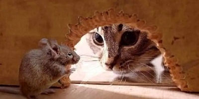 ترس گربه از موش دیده بودید؟ / بیچاره گربه آورده که موش رو بگیره ولی... 😁+ ویدئو