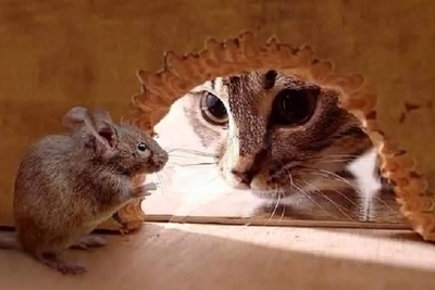 ترس گربه از موش دیده بودید؟ / بیچاره گربه آورده که موش رو بگیره ولی... 😁+ ویدئو