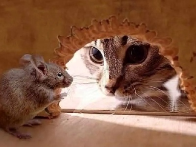 ترس گربه از موش دیده بودید؟ / بیچاره گربه آورده که موش رو بگیره ولی... 😁+ ویدئو