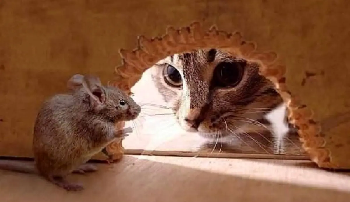 ترس گربه از موش دیده بودید؟ / بیچاره گربه آورده که موش رو بگیره ولی... 😁+ ویدئو