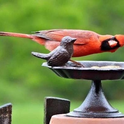 6 عکس برنده کُمدی پرندگان 2024 اعلام شد/ عکس‌هایی که از عکسهای خنده‌دار انسان‌ها هم خنده‌دارترند🤣