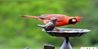 6 عکس برنده کُمدی پرندگان 2024 اعلام شد/ عکس‌هایی که از عکسهای خنده‌دار انسان‌ها هم خنده‌دارترند🤣