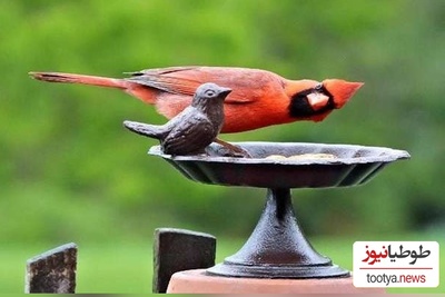 6 عکس برنده کُمدی پرندگان 2024 اعلام شد/ عکس‌هایی که از عکسهای خنده‌دار انسان‌ها هم خنده‌دارترند🤣