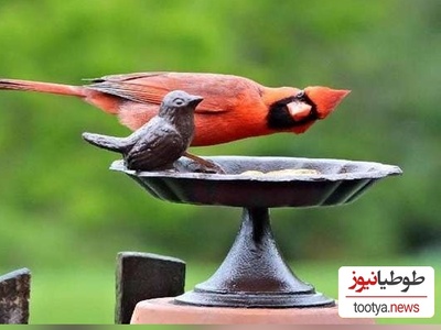 6 عکس برنده کُمدی پرندگان 2024 اعلام شد/ عکس‌هایی که از عکسهای خنده‌دار انسان‌ها هم خنده‌دارترند🤣