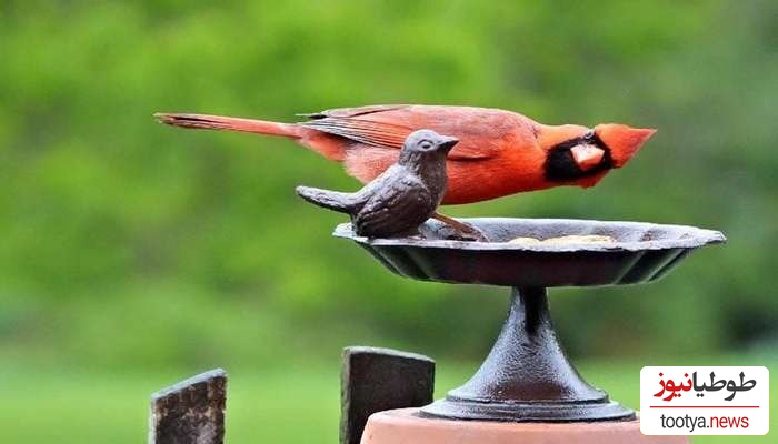 6 عکس برنده کُمدی پرندگان 2024 اعلام شد/ عکس‌هایی که از عکسهای خنده‌دار انسان‌ها هم خنده‌دارترند🤣