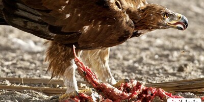 لحظه بی نظیر از مبارزه شجاعانه یک مرغ برای حفاظت از جوجه‌هایش در برابر عقاب تیز چنگال+ویدئو