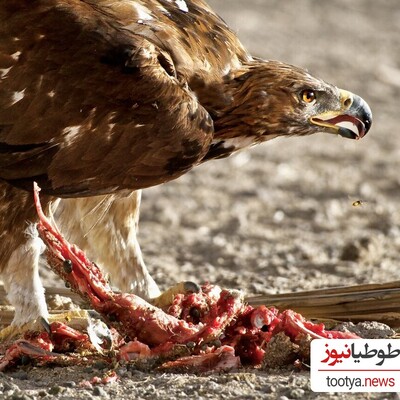 لحظه بی نظیر از مبارزه شجاعانه یک مرغ برای حفاظت از جوجه‌هایش در برابر عقاب تیز چنگال+ویدئو