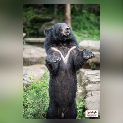 (ویدئو) مستند حیات وحش حیوانات/ راز بقا، این داستان: نبرد خرس و گاو میش