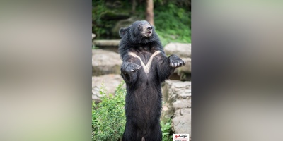 (ویدئو) مستند حیات وحش حیوانات/ راز بقا، این داستان: نبرد خرس و گاو میش